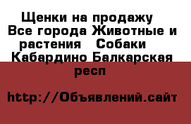 Щенки на продажу - Все города Животные и растения » Собаки   . Кабардино-Балкарская респ.